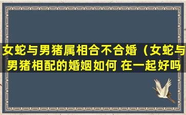 女蛇与男猪属相合不合婚（女蛇与男猪相配的婚姻如何 在一起好吗）